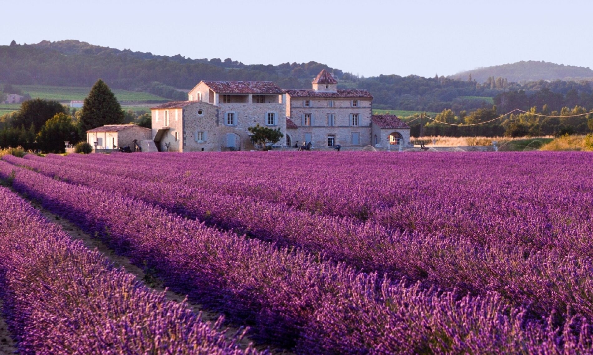 lavender fields in Provence